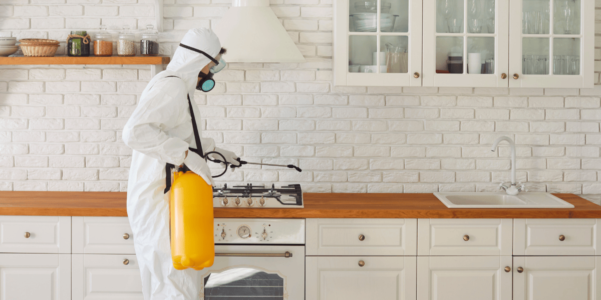 Cómo prevenir y actuar ante plagas en comunidades de vecinos